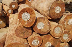 Ngành gỗ và bài toán xuất khẩu